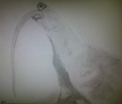 Poor Pencil Attempts - Giant Anteater Attempt - Photographs And Pencils