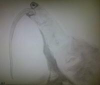 Giant Anteater Attempt - Photographs And Pencils Drawings - By Gideon-Aaron Thompson, Pencil Copyist Drawing Artist