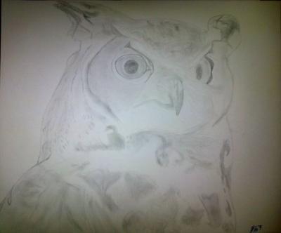 Poor Pencil Attempts - Owl Attempt 2Nd Species - Photographs And Pencils