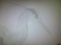 Poor Pencil Attempts - Great Blue Heron Attempt - Photographs And Pencils
