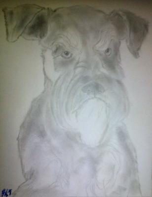 Poor Pencil Attempts - Schnauzer Attempt - Photographs And Pencils