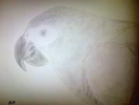 African Grey Parrot Attempt - Photographs And Pencils Drawings - By Gideon-Aaron Thompson, Pencil Copyist Drawing Artist