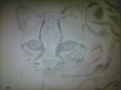 Poor Pencil Attempts - Margay Attempt - Photographs And Pencils