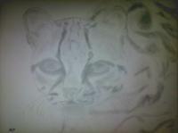 Poor Pencil Attempts - Margay Attempt - Photographs And Pencils
