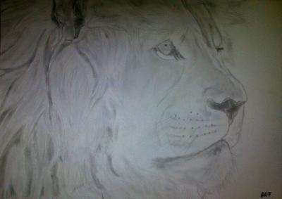 Poor Pencil Attempts - Lion Attempt - Photographs And Pencils