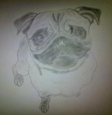 Poor Pencil Attempts - Pug Attempt 02 - Photographs And Pencils