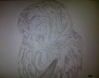 Poor Pencil Attempts - Owl Attempt 3Rd Species - Photographs And Pencils