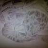 Green Turtle Attempt - Photographs And Pencils Drawings - By Gideon-Aaron Thompson, Pencil Copyist Drawing Artist