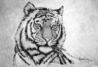 Bengal Tiger - Acrylic On Paper Paintings - By Arunima Kapoor, Realistic Painting Artist