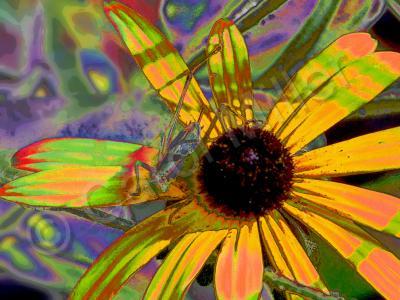 Floral - Bug Eyed Susan - Digital