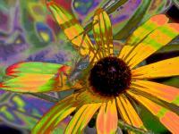 Floral - Bug Eyed Susan - Digital