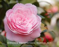 Camellia1 - Digital Photography - By Carol Miller, Nature Photography Artist