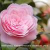Camellia1 - Digital Photography - By Carol Miller, Nature Photography Artist