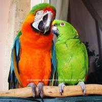 People Are Talking - Digital Photography - By Carol Miller, Animals Photography Artist