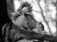 Squirrel2 - Digital Photography - By Carol Miller, Animals Photography Artist