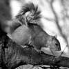Squirrel2 - Digital Photography - By Carol Miller, Animals Photography Artist
