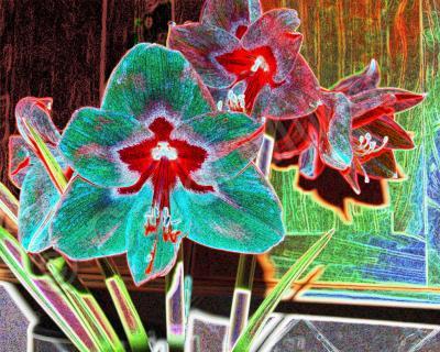 Abstract - Amaryllis - Digital