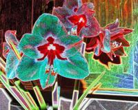 Amaryllis - Digital Photography - By Carol Miller, Abstract Photography Artist