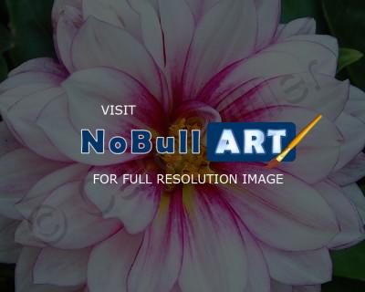 Floral - Dahlia - Digital