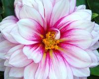 Dahlia - Digital Photography - By Carol Miller, Nature Photography Artist