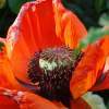 Poppy - Digital Photography - By Carol Miller, Nature Photography Artist