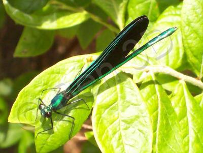 Photography - Ebony Jewelwing - Kodak Easyshare C513