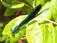 Ebony Jewelwing - Kodak Easyshare C513 Photography - By Ben Thaddeus, Wildlife Photography Artist