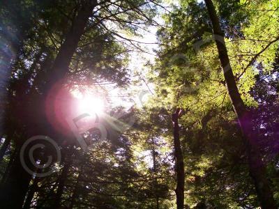 Photography - Sun Shining Through The Trees - Kodak Easyshare C513