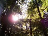 Sun Shining Through The Trees - Kodak Easyshare C513 Photography - By Ben Thaddeus, Nature Photography Artist