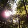 Sun Shining Through The Trees - Kodak Easyshare C513 Photography - By Ben Thaddeus, Nature Photography Artist