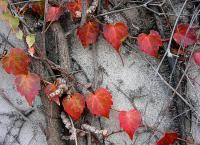 The Ivy Hearts - Photograph Photography - By Patricia Anne Mccarty, Nature Photography Artist