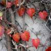 The Ivy Hearts - Photograph Photography - By Patricia Anne Mccarty, Nature Photography Artist