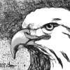 Scribbler Eagle - Photograph Drawings - By Patricia Anne Mccarty, Nature Drawing Artist