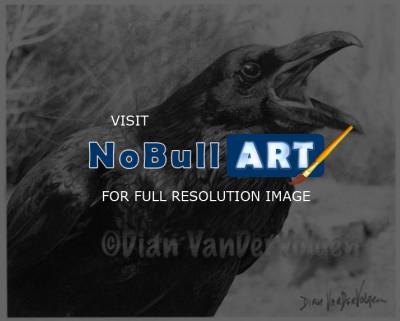 Wildlife - Screamin Raven - Graphite  Charcoal