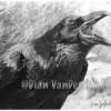 Screamin Raven - Graphite  Charcoal Drawings - By Dian Vandervolgen, Realism Drawing Artist