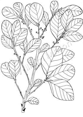 Australian Bush Plant Usage - Wild Prune- Pouteria Sericea - Pen And Ink