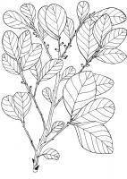 Wild Prune- Pouteria Sericea - Pen And Ink Drawings - By William Ivinson, Black And White Line Art Drawing Artist