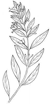 Australian Bush Plant Usage - Sandalwood - Santalum Lanceolatum - Pen And Ink