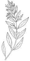Australian Bush Plant Usage - Sandalwood - Santalum Lanceolatum - Pen And Ink