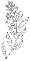 Sandalwood - Santalum Lanceolatum - Pen And Ink Drawings - By William Ivinson, Black And White Line Art Drawing Artist