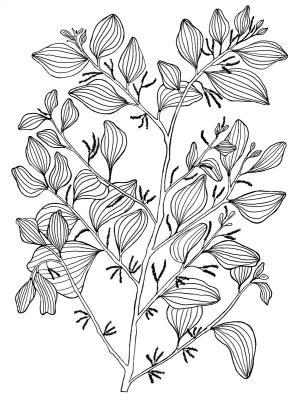 Australian Bush Plant Usage - Mistletoe Tree - Exocarpus Latifolius - Pen And Ink