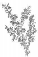 Australian Bush Plant Usage - Star Baronia - Baronia Lanuginosa - Pen And Ink