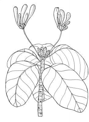 Australian Bush Plant Usage - Fish-Plate Shrub - Guettarda Speciosa - Pen And Ink