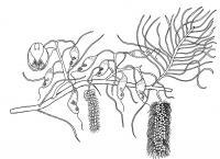 Termite Tree - Ganophyllum Falcatum - Pen And Ink Drawings - By William Ivinson, Black And White Line Art Drawing Artist