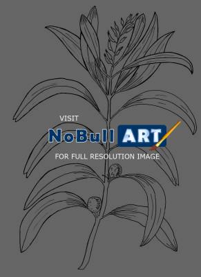Australian Bush Plant Usage - Geebung  - Persoonia Falcata - Pen And Ink