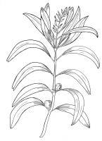 Geebung  - Persoonia Falcata - Pen And Ink Drawings - By William Ivinson, Black And White Line Art Drawing Artist