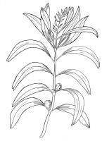 Australian Bush Plant Usage - Geebung  - Persoonia Falcata - Pen And Ink