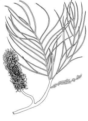 Australian Bush Plant Usage - Fern-Leafed Grevillea - Grevillea Pteridifolia - Pen And Ink