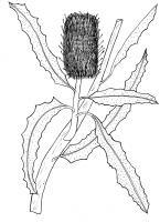 Australian Bush Plant Usage - Swamp Banksia - Banksia Dentata - Pen And Ink