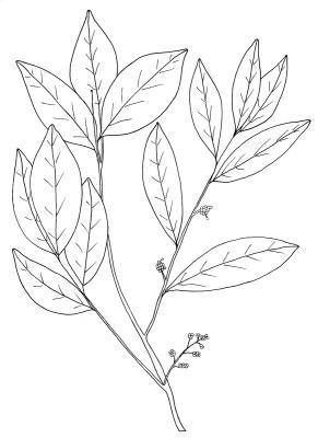 Australian Bush Plant Usage - Jungle Cluster Flower - Glycosmis Pentaphylla - Pen And Ink